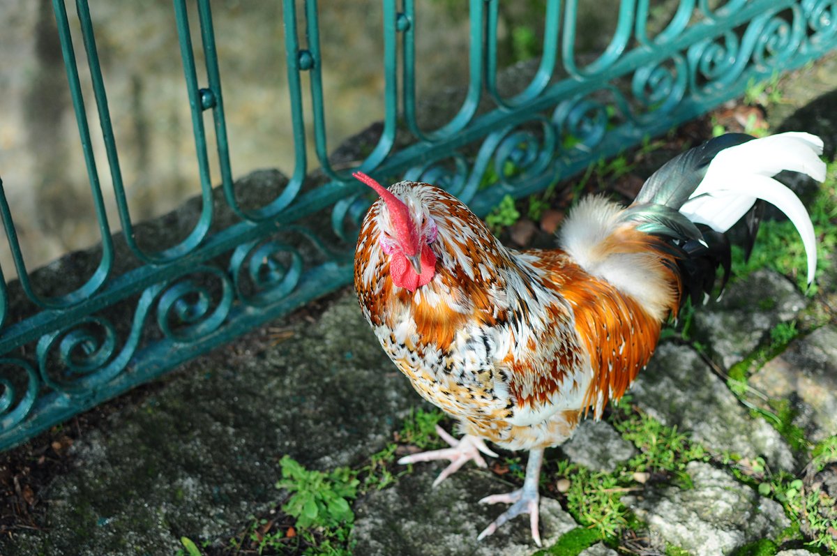 DSC_1422-sharpened.jpg
