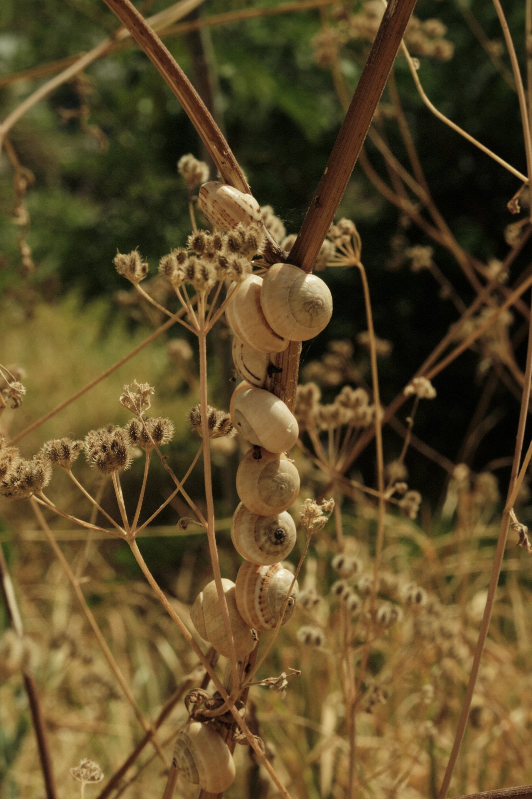 DSCF0036 1.jpg