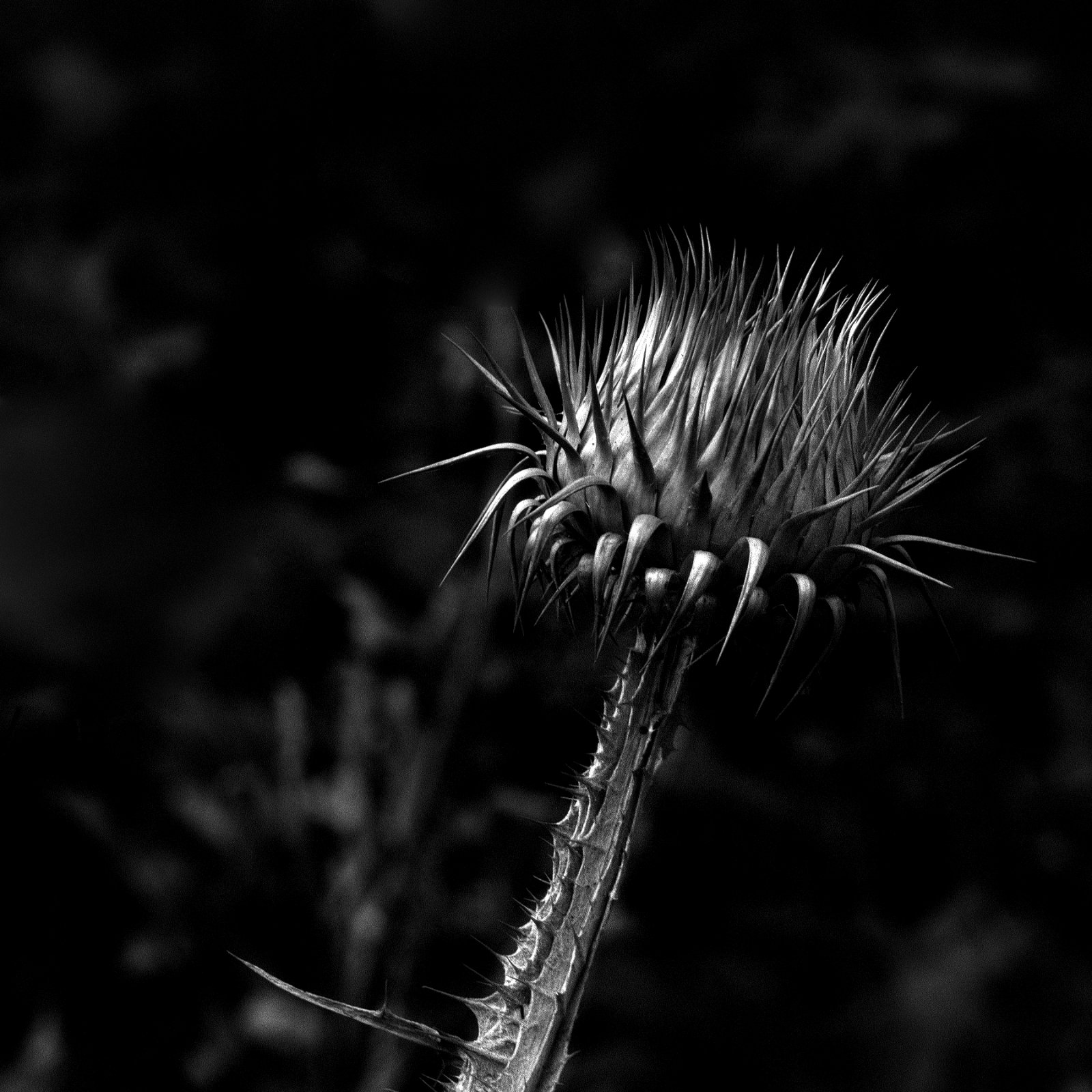 DSCF0077.jpg