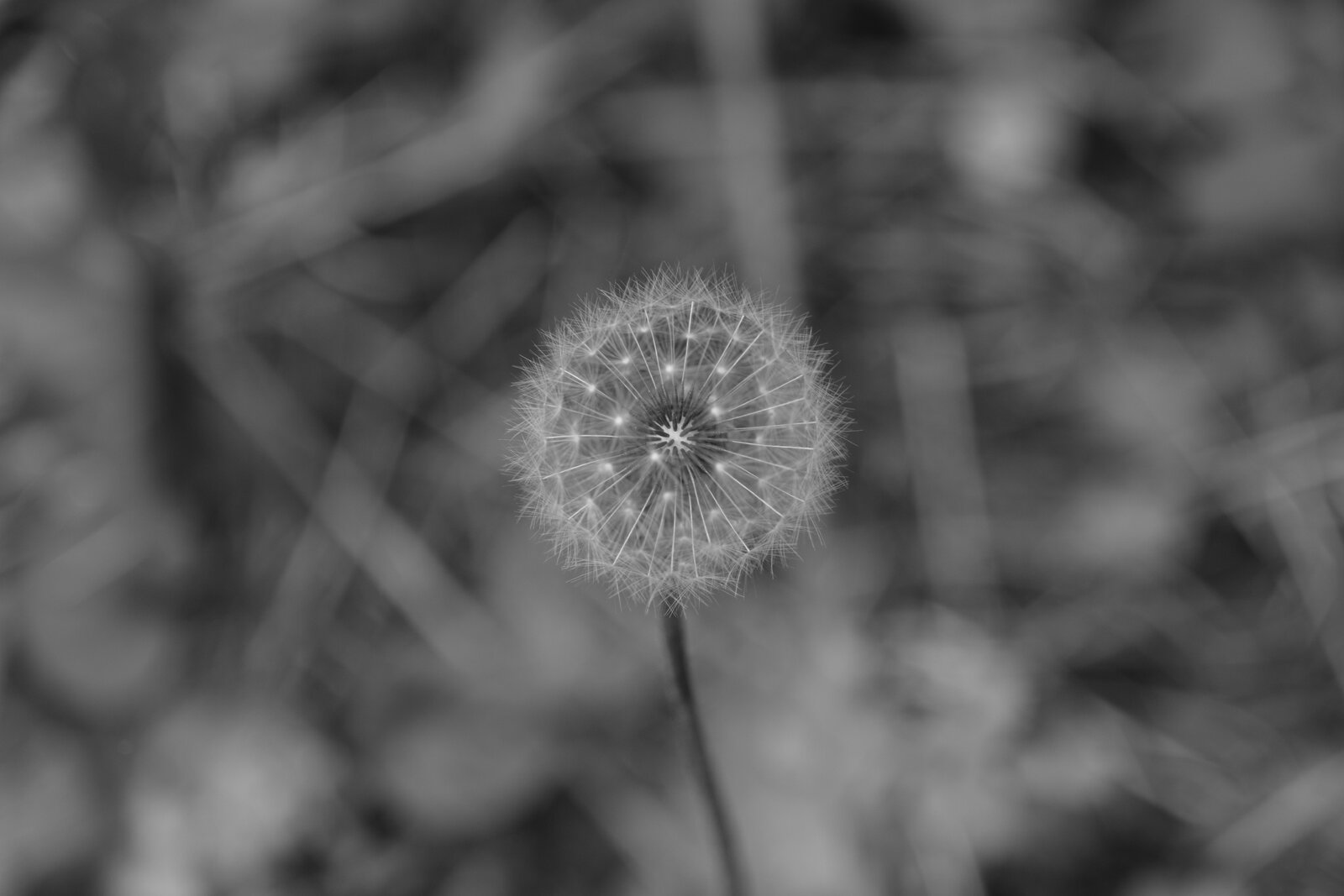 DSCF0139.JPG