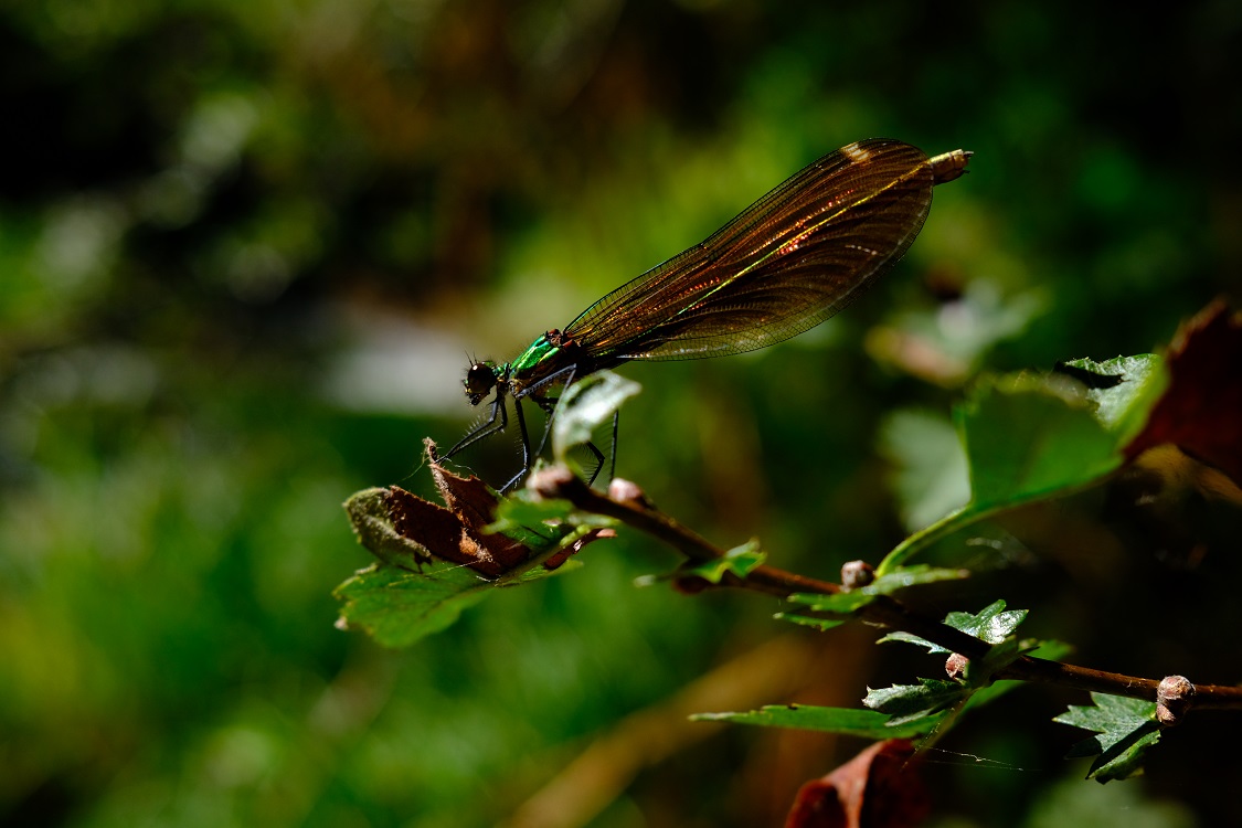 DSCF0289.jpg
