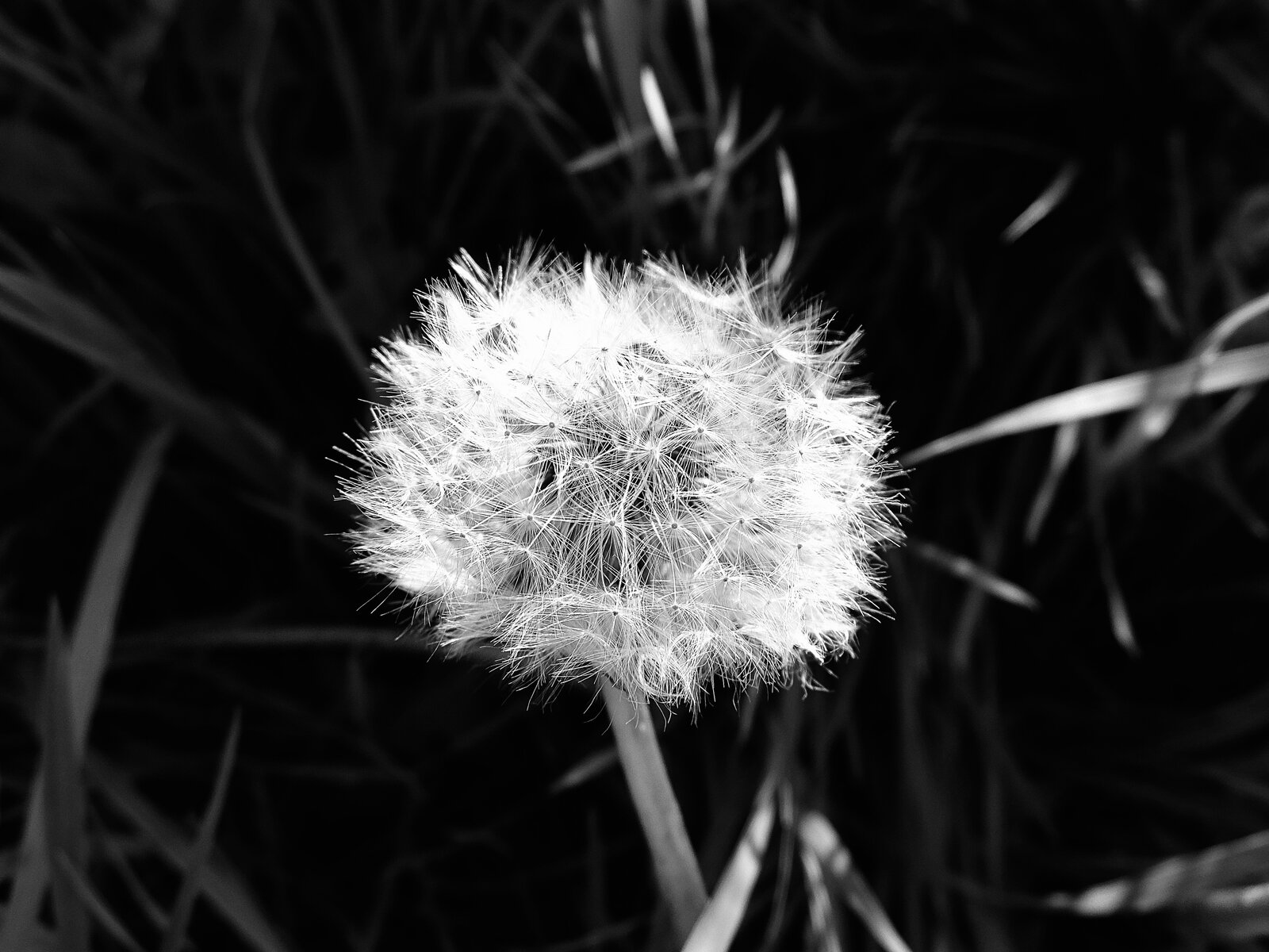 DSCF0311.jpg