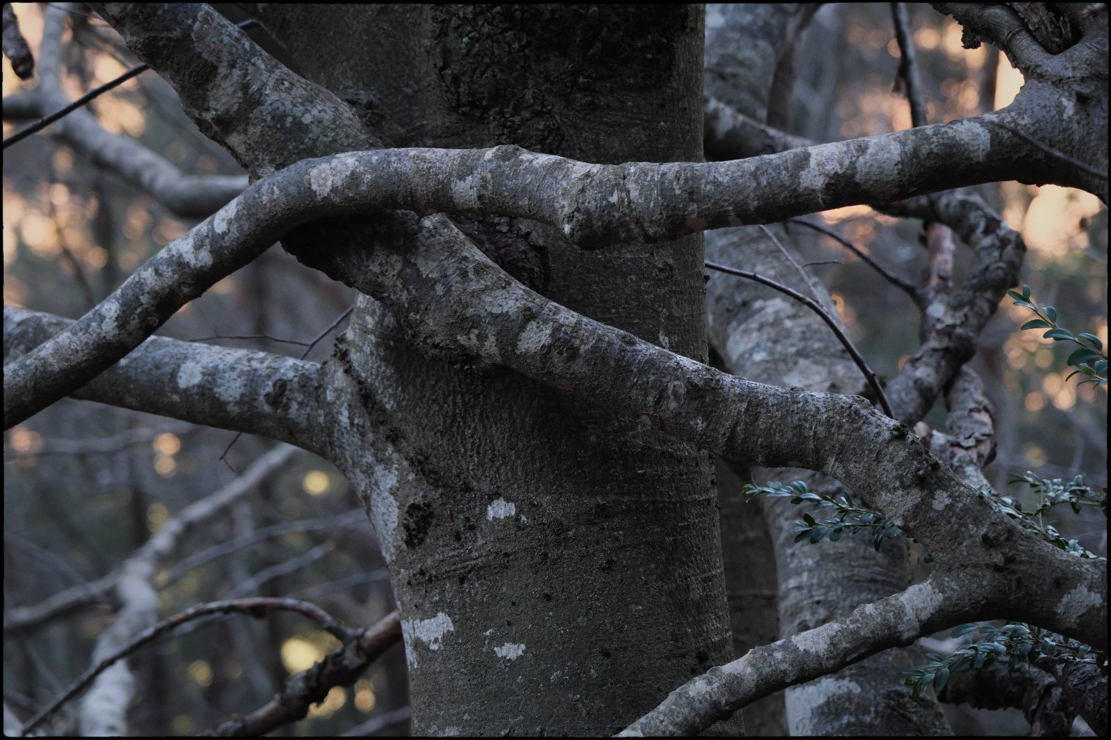 DSCF0941-1.jpg