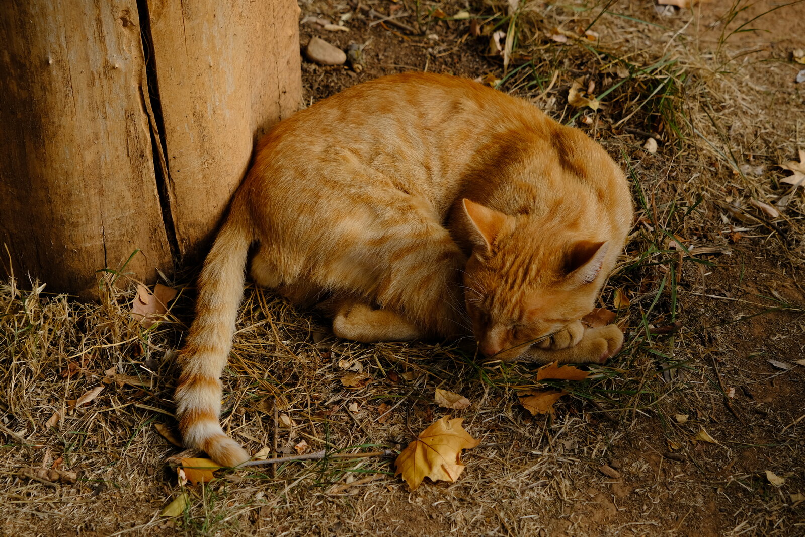 DSCF1030.JPG