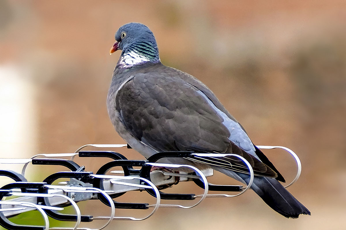 DSCF1100BG2.jpg