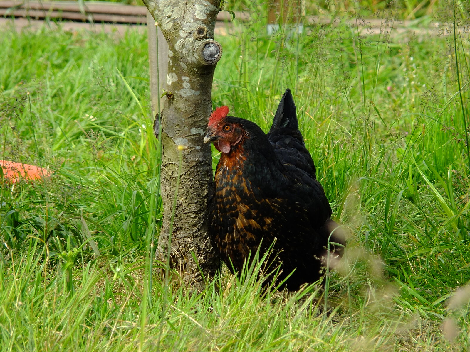 DSCF1126.JPG