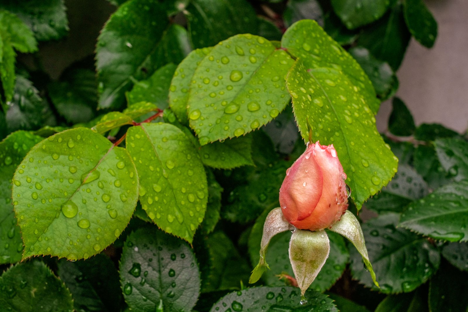 DSCF1195.jpg