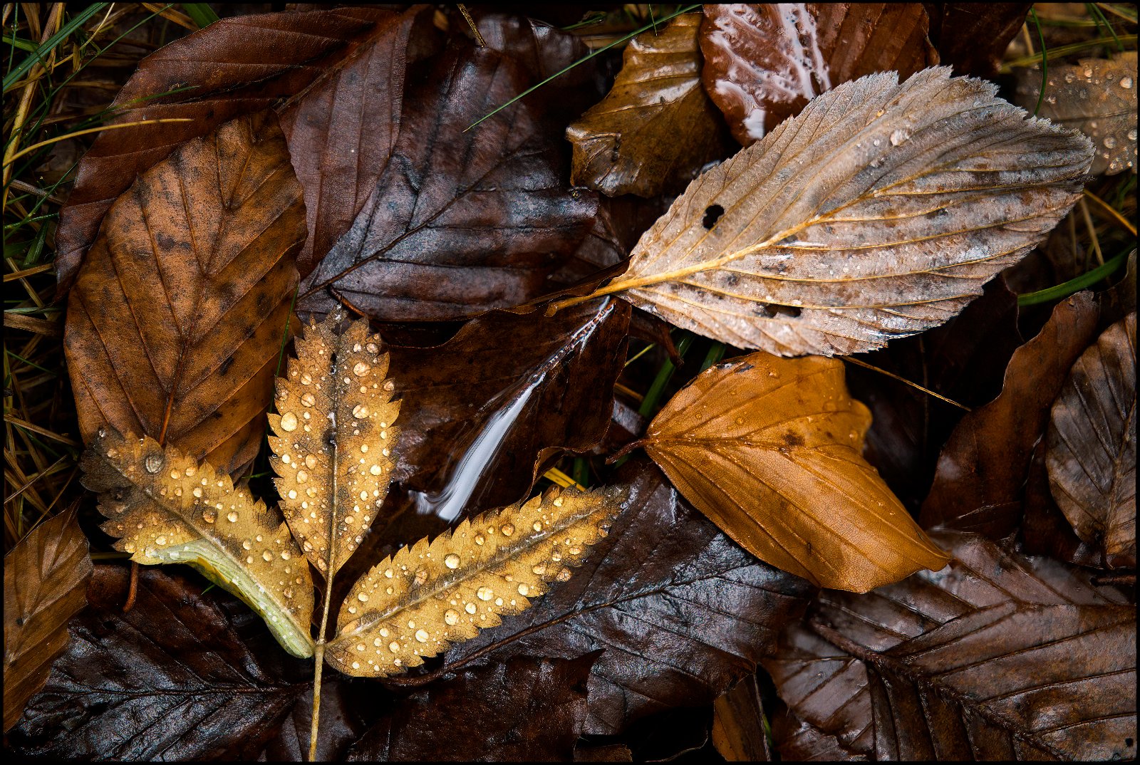 DSCF1196-48.jpg