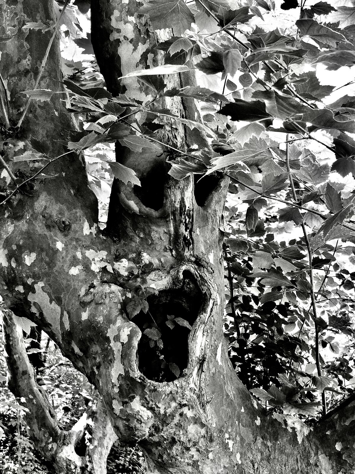 DSCF1286.jpg