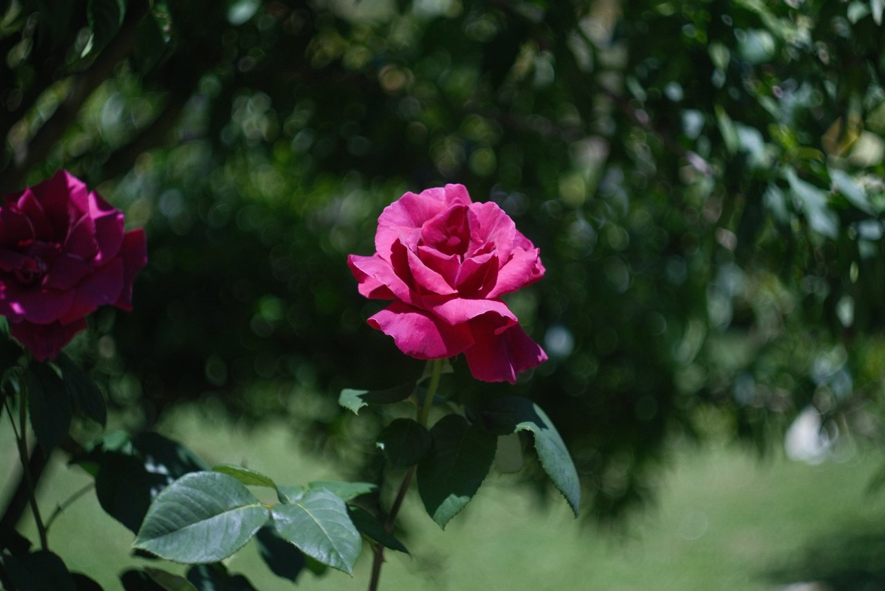 DSCF1401.JPG
