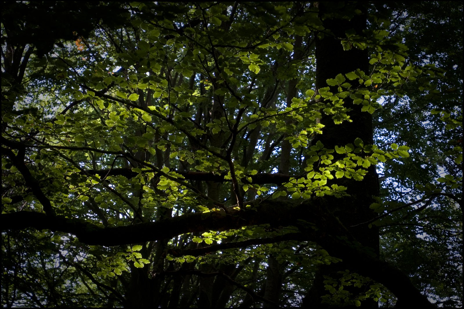 DSCF1536.jpg