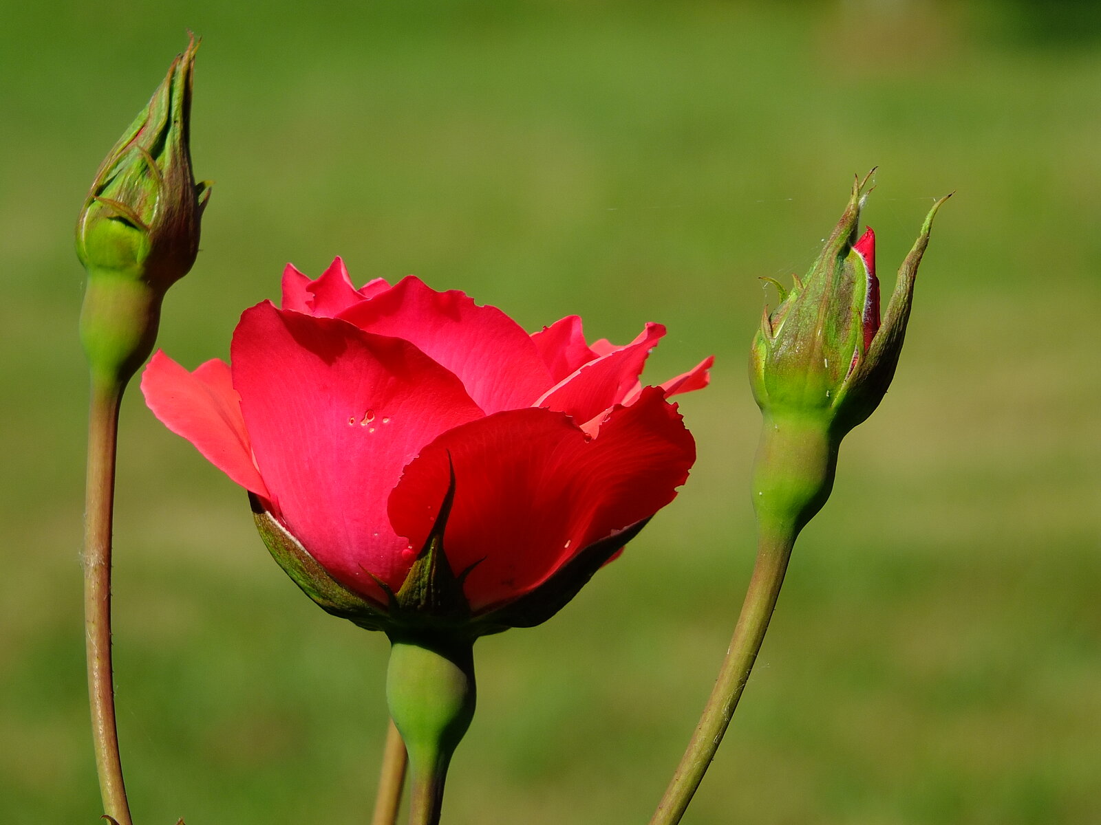 DSCF1558.JPG