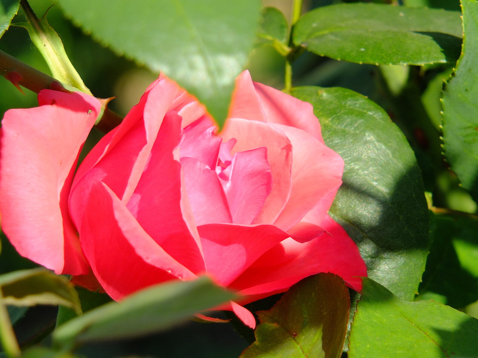 DSCF1560.JPG