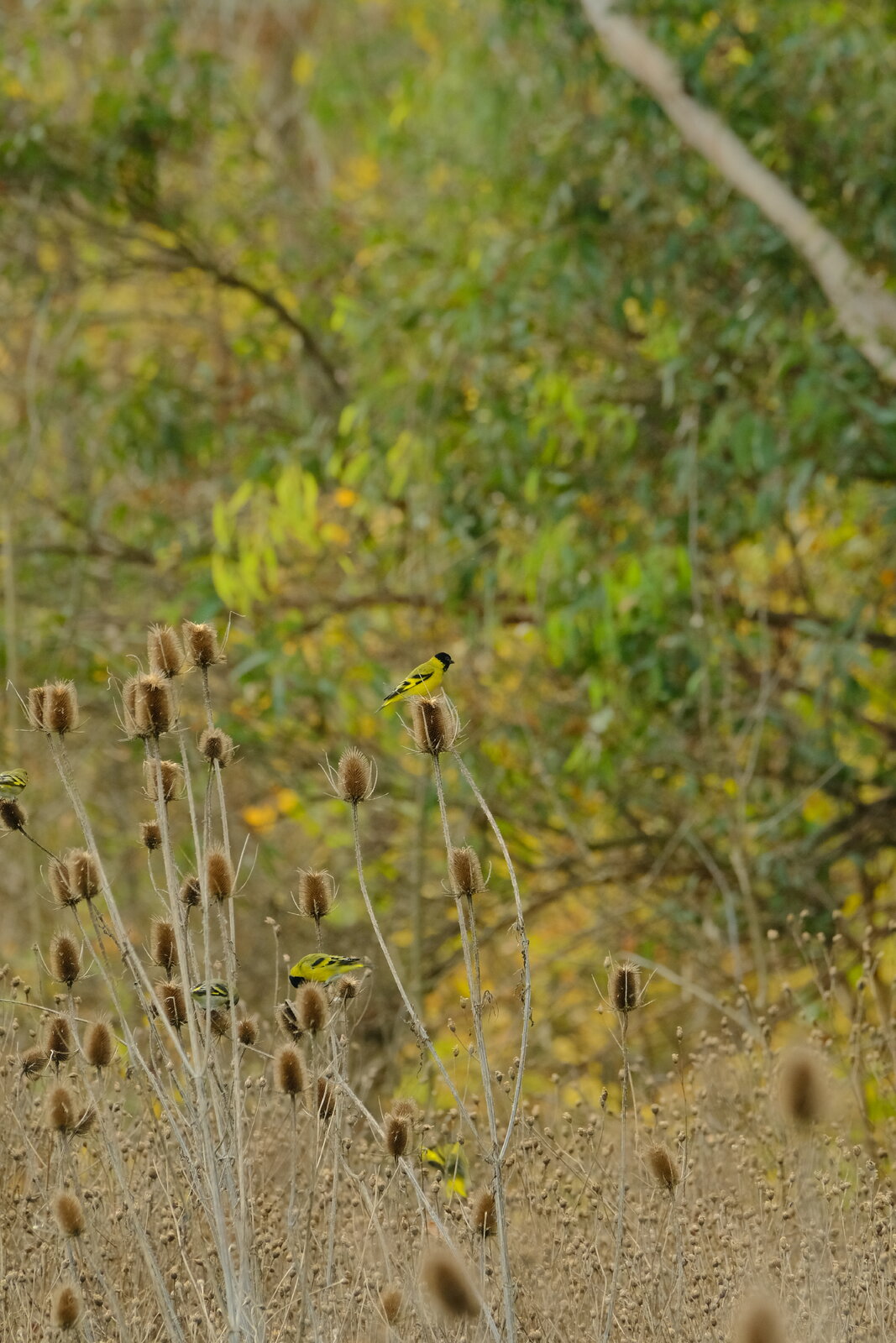 DSCF1569.JPG