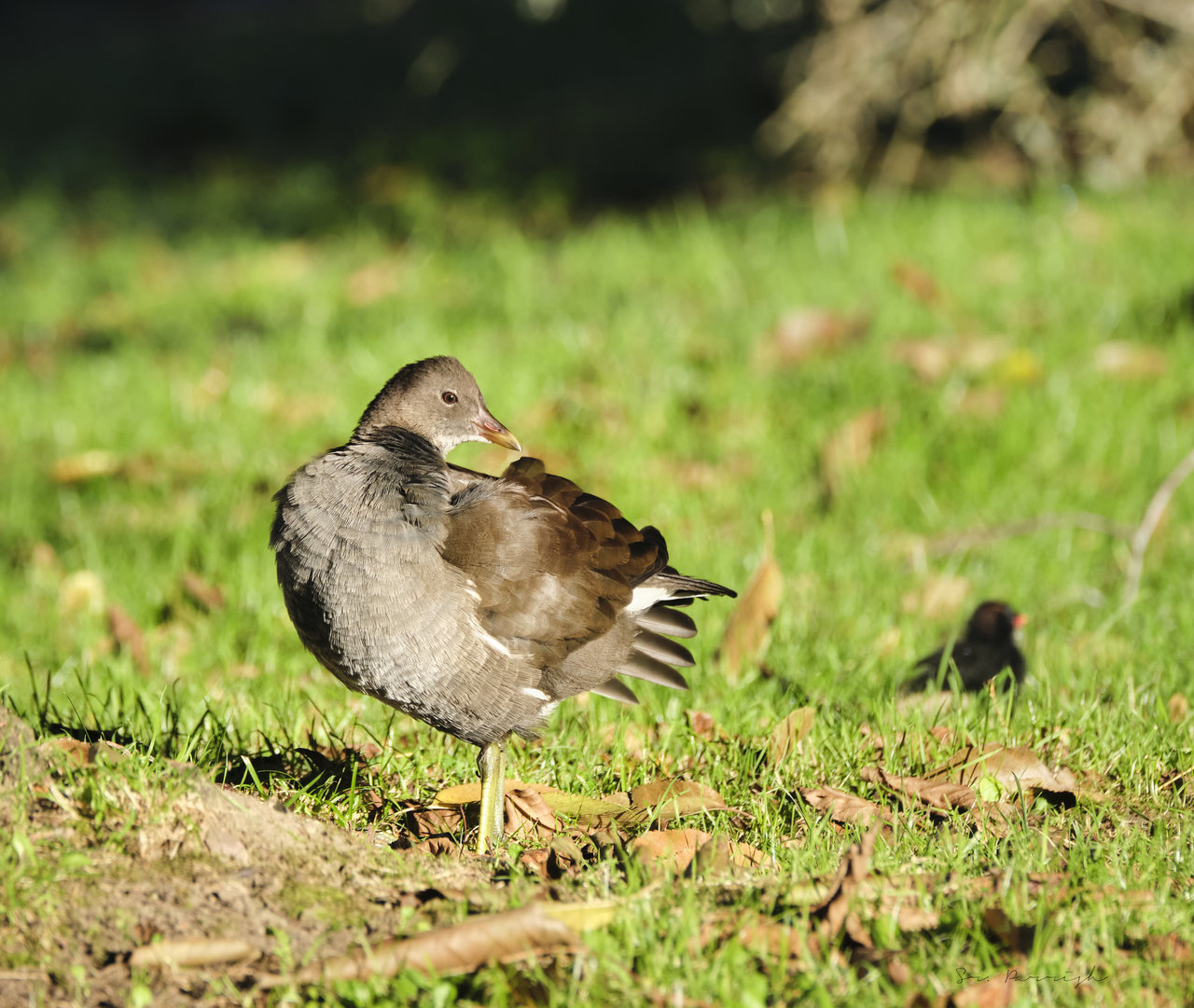 DSCF1713 1.jpg