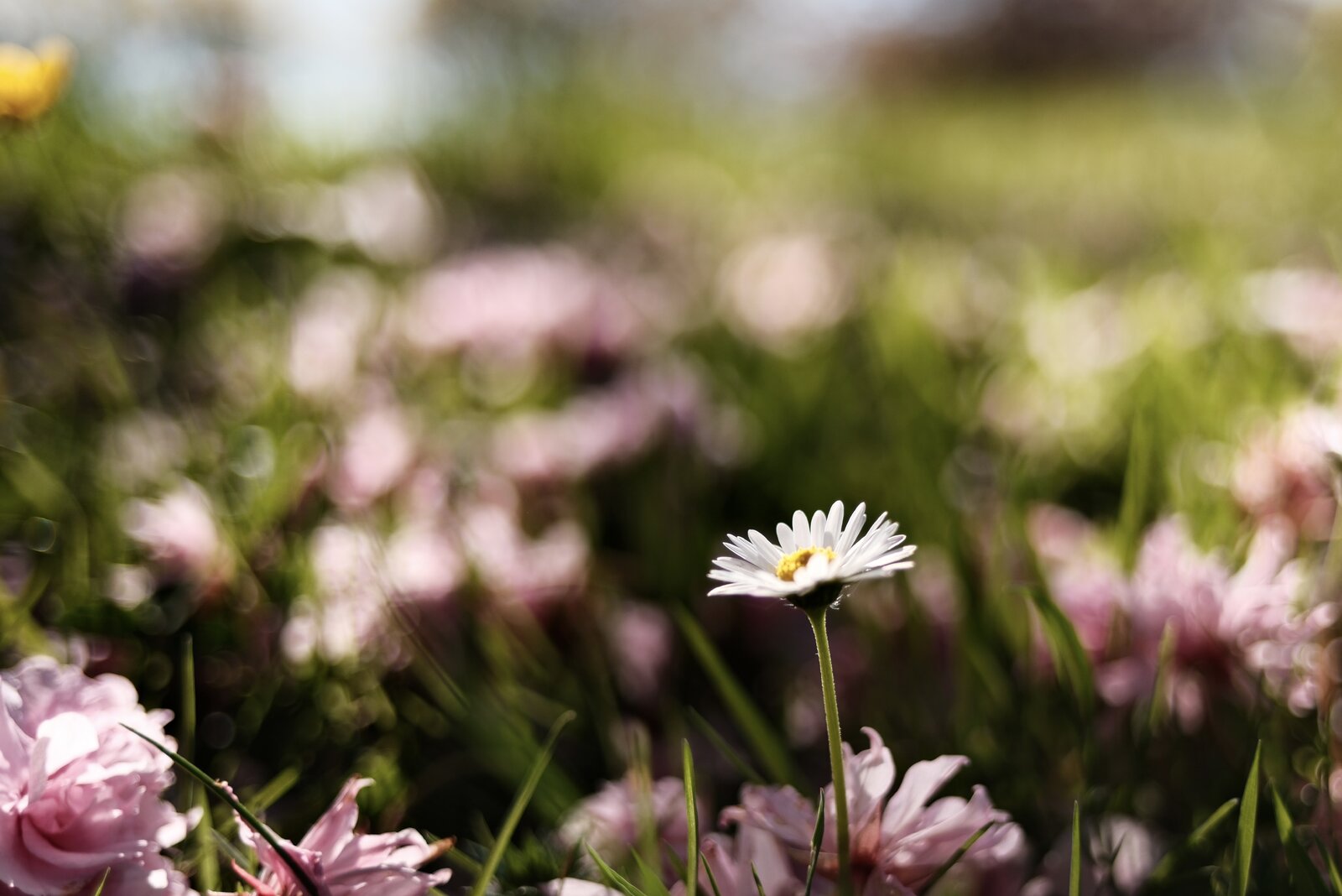 DSCF1818.jpg