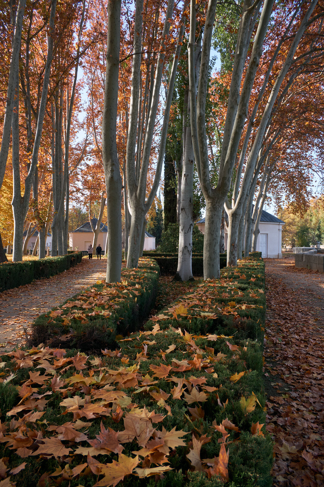 DSCF2129.jpg