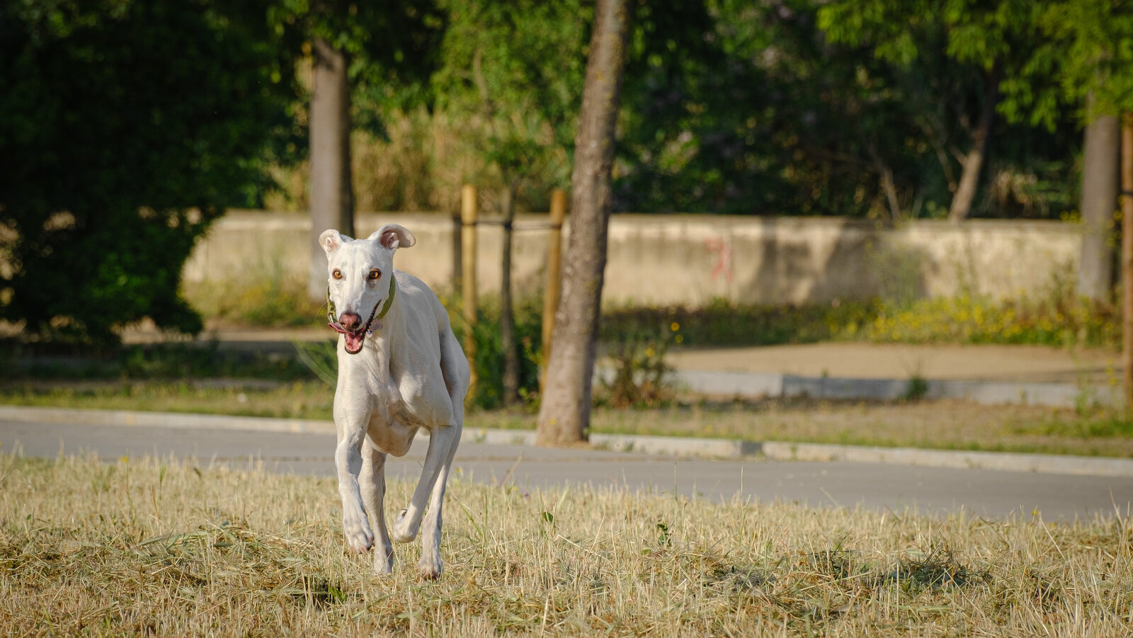 DSCF2414.jpg