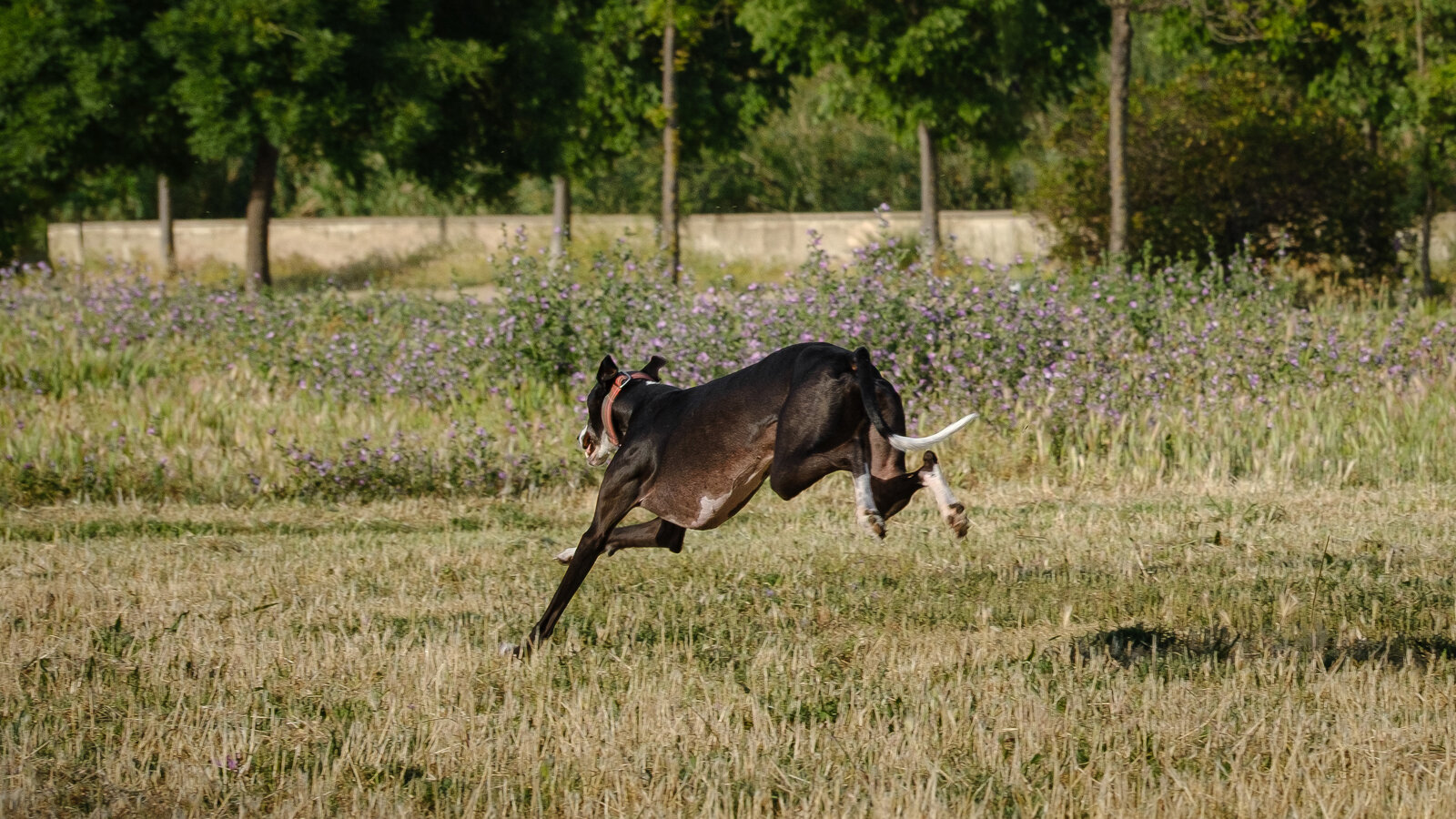 DSCF2455.jpg