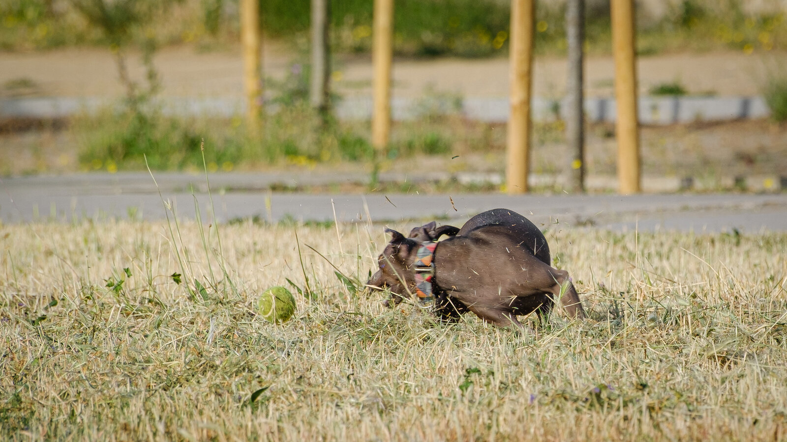DSCF2591.jpg