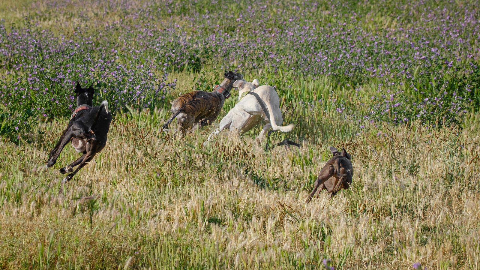 DSCF2638.jpg