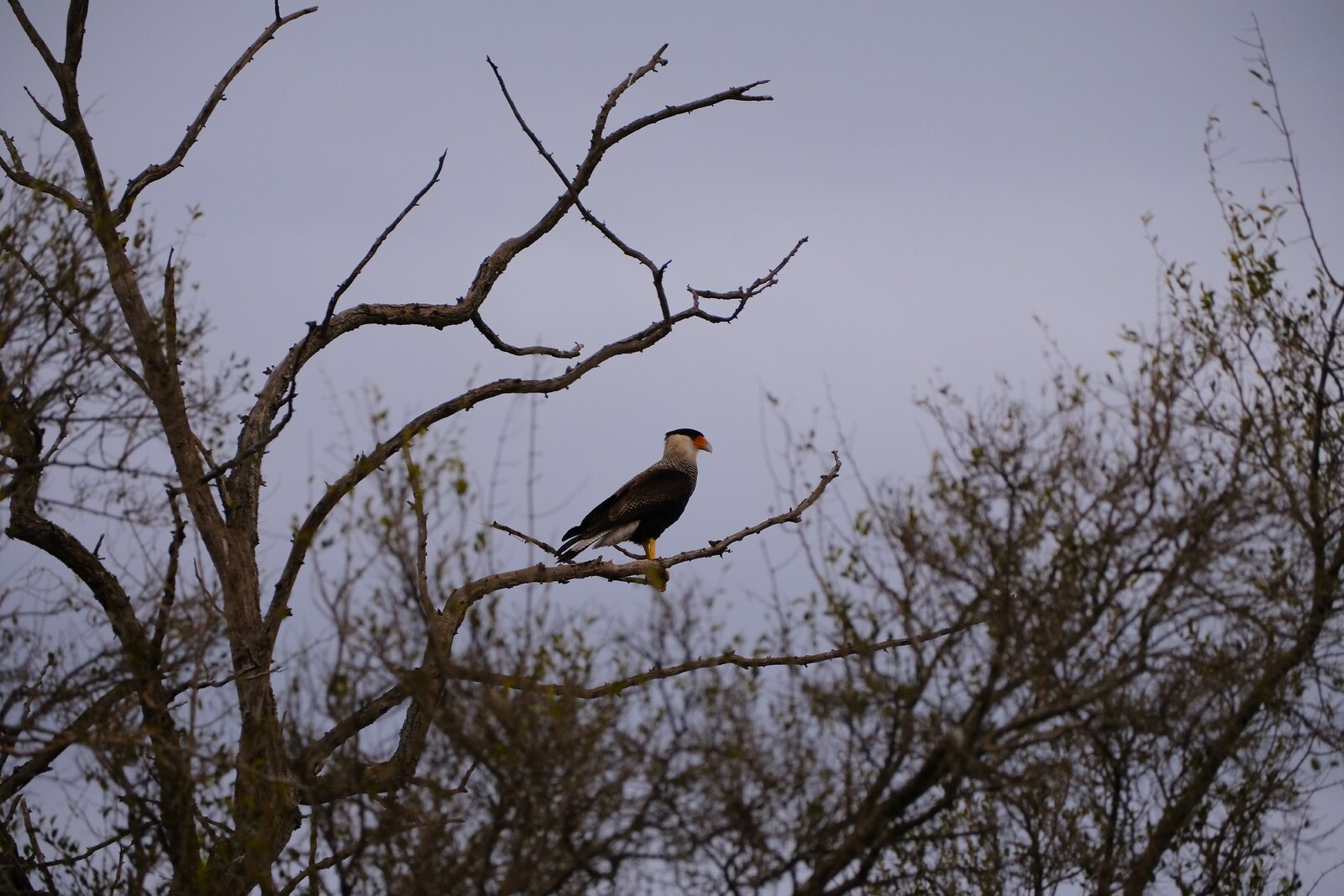 DSCF2758.JPG