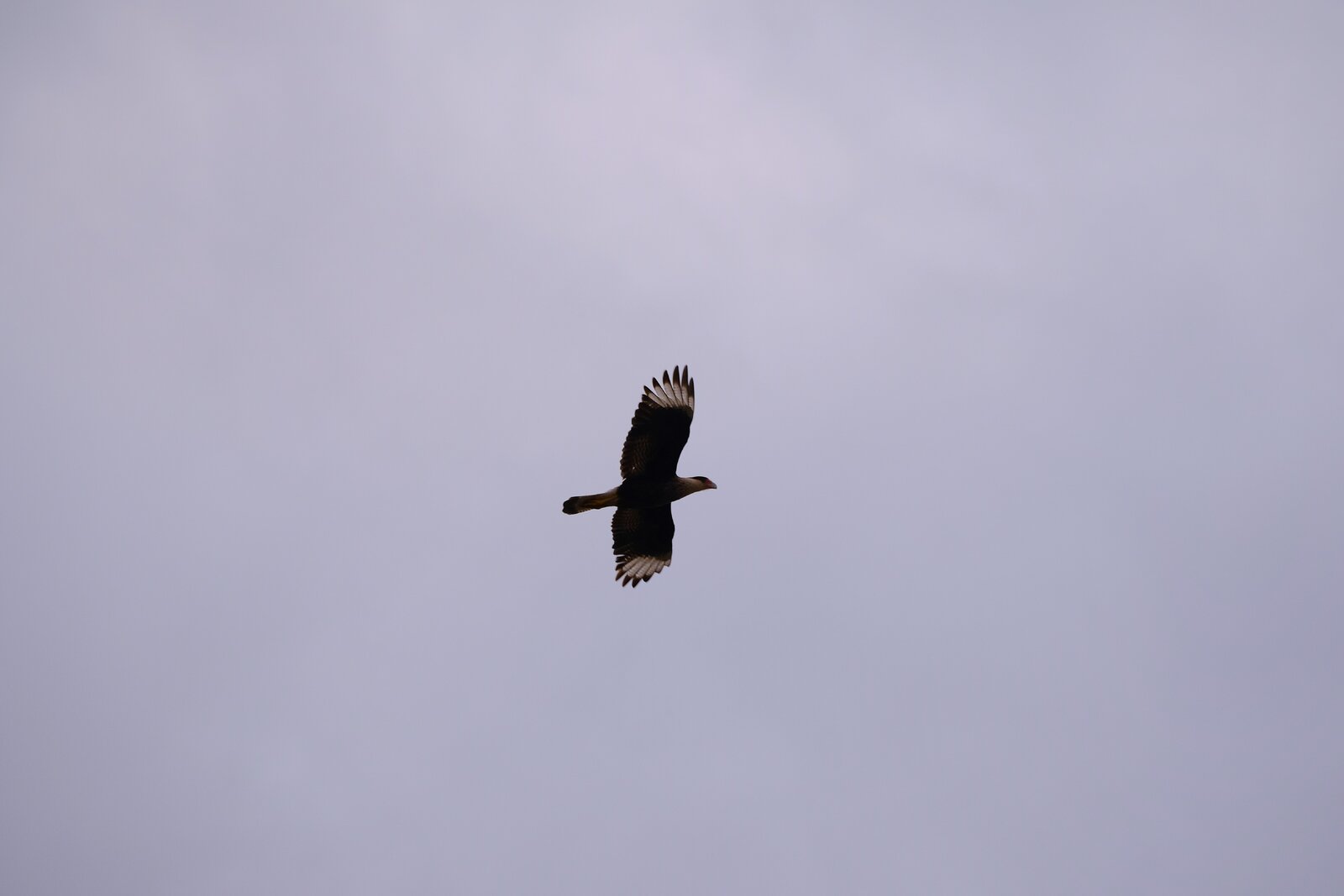 DSCF2772.JPG