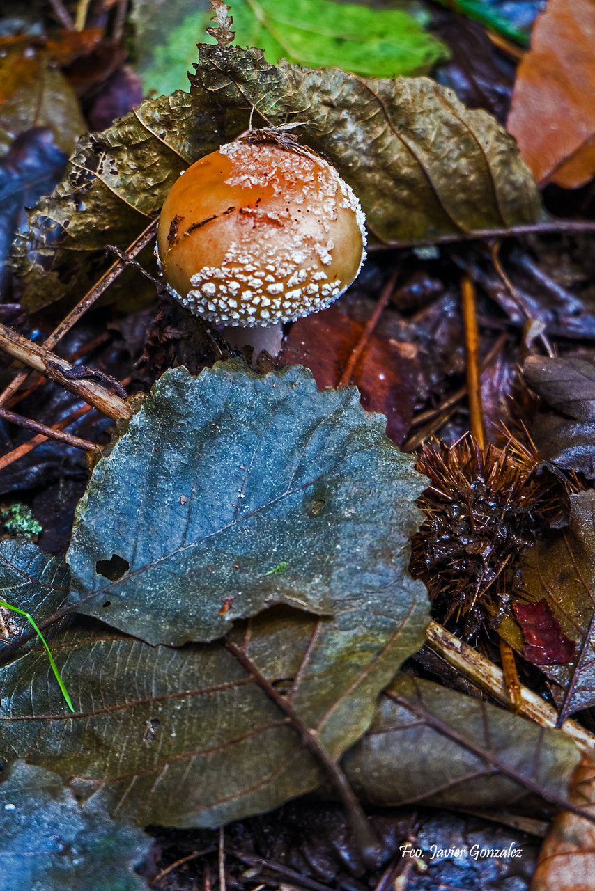 DSCF2815-Editar.jpg