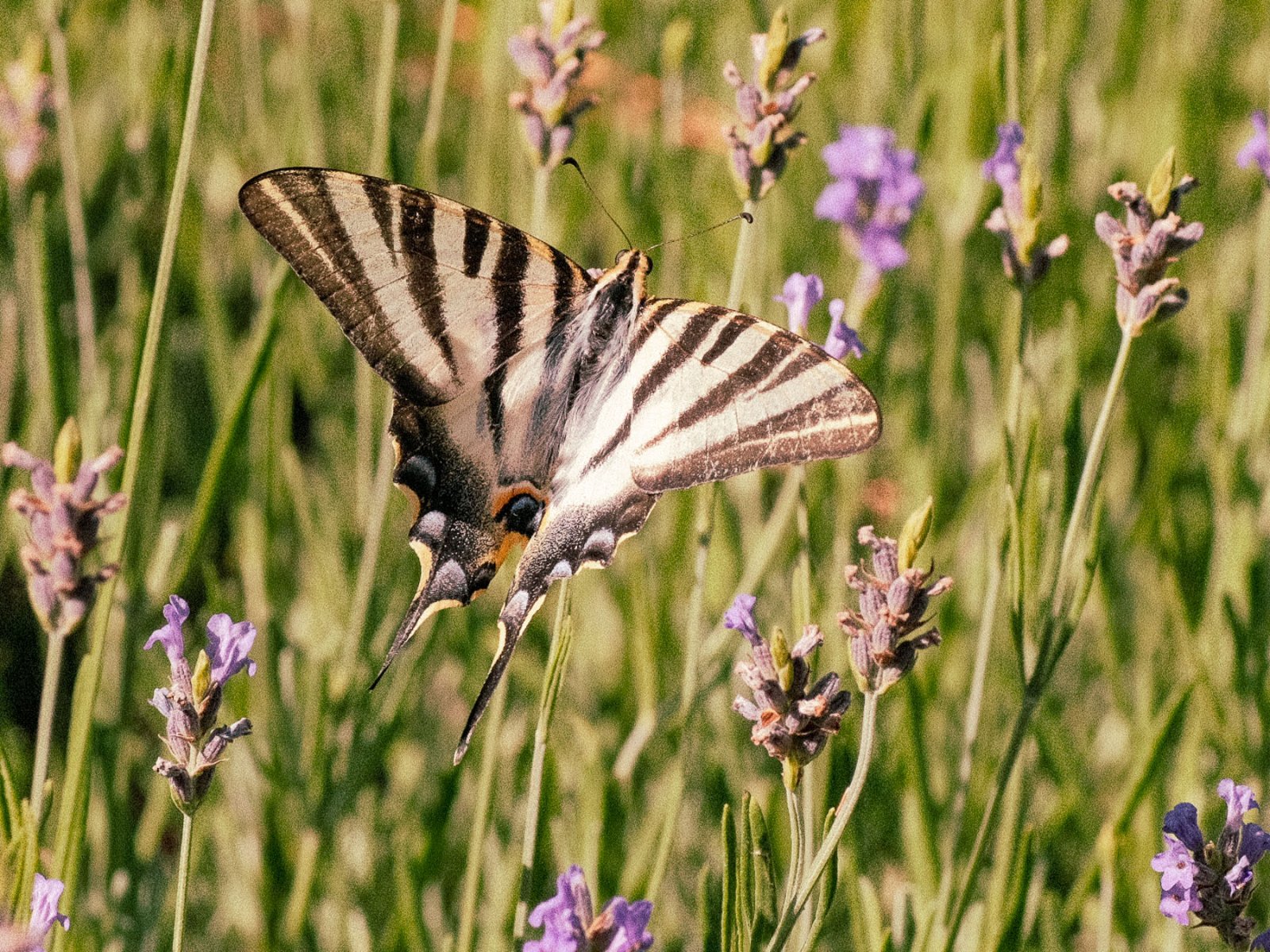 DSCF2859.jpg