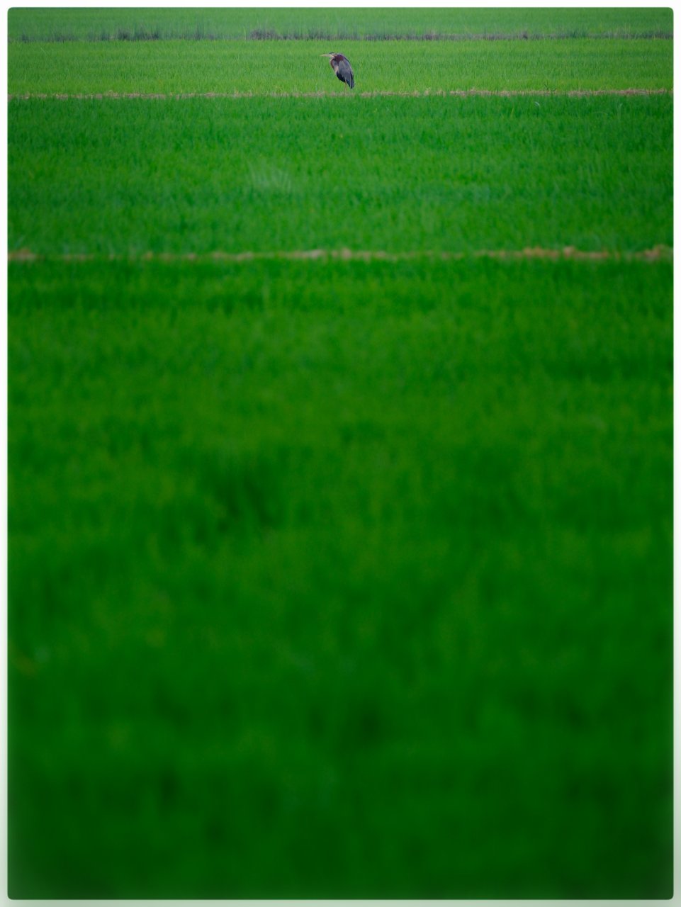 DSCF2918-01.jpeg