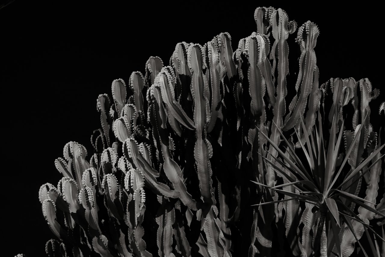 DSCF3090.JPG