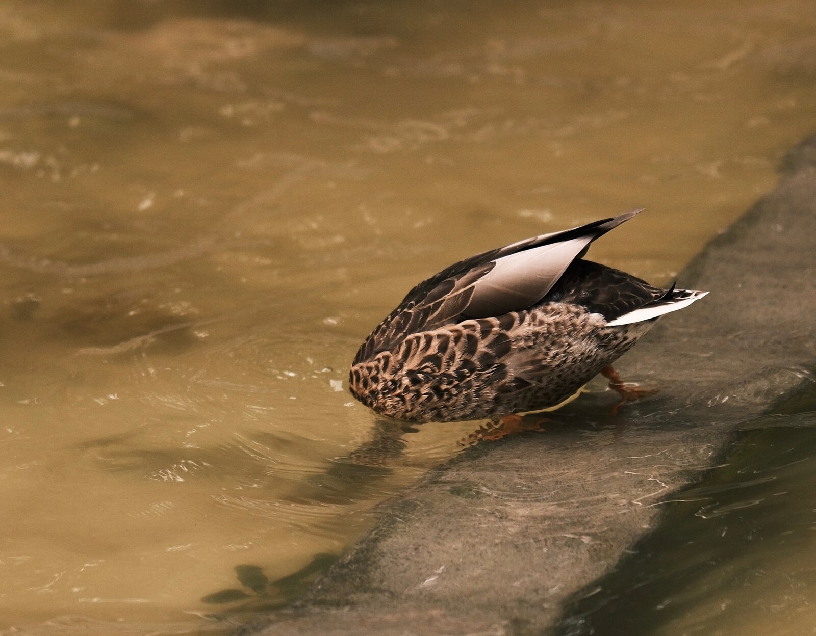 DSCF3180.jpg