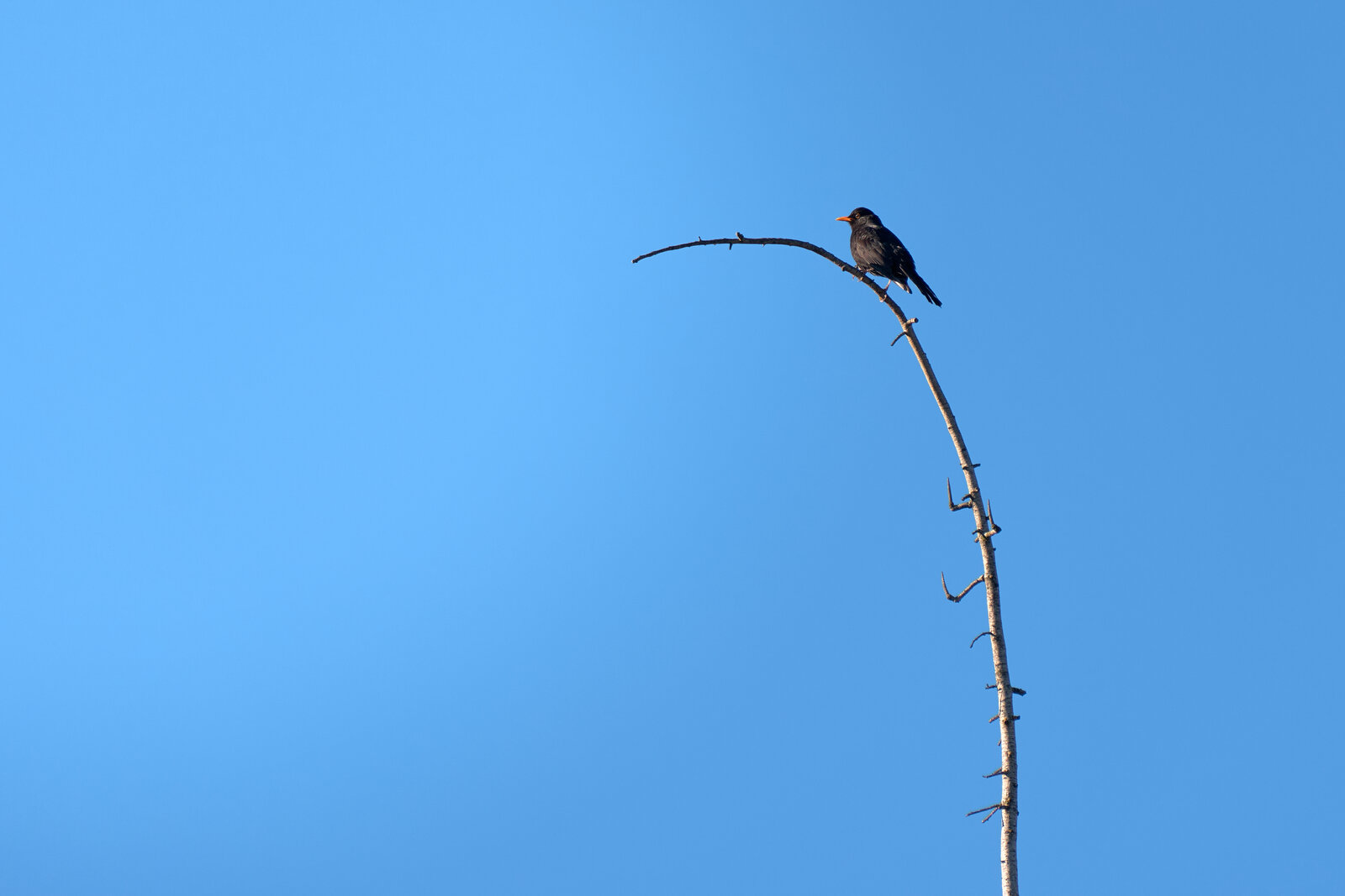 DSCF3391.jpg