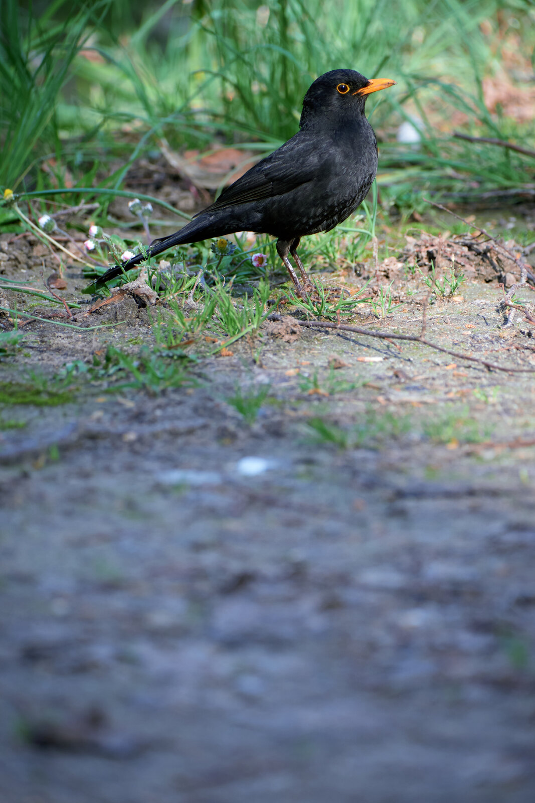 DSCF3529.jpg