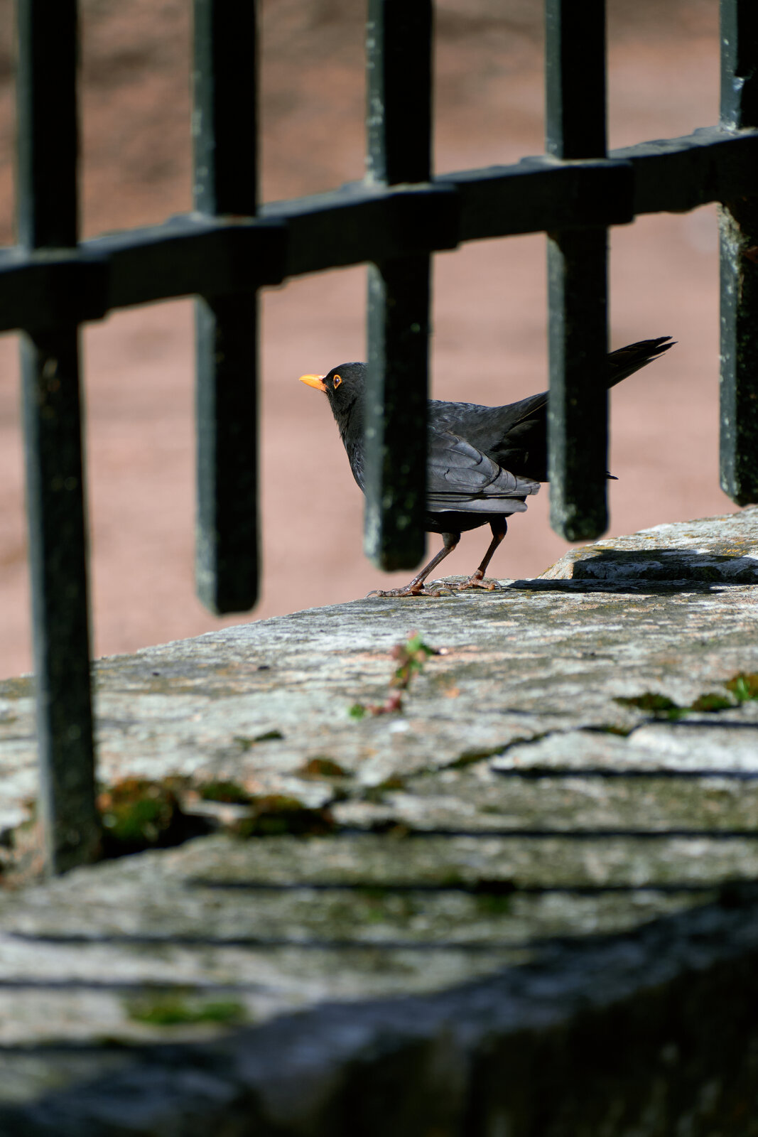 DSCF3530.jpg