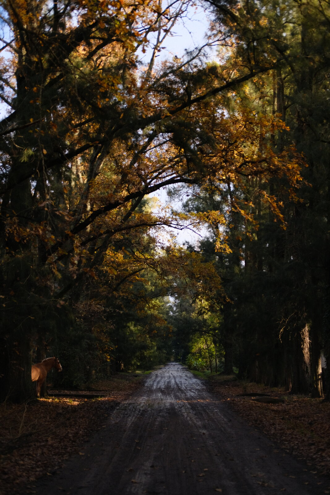 DSCF3675.JPG