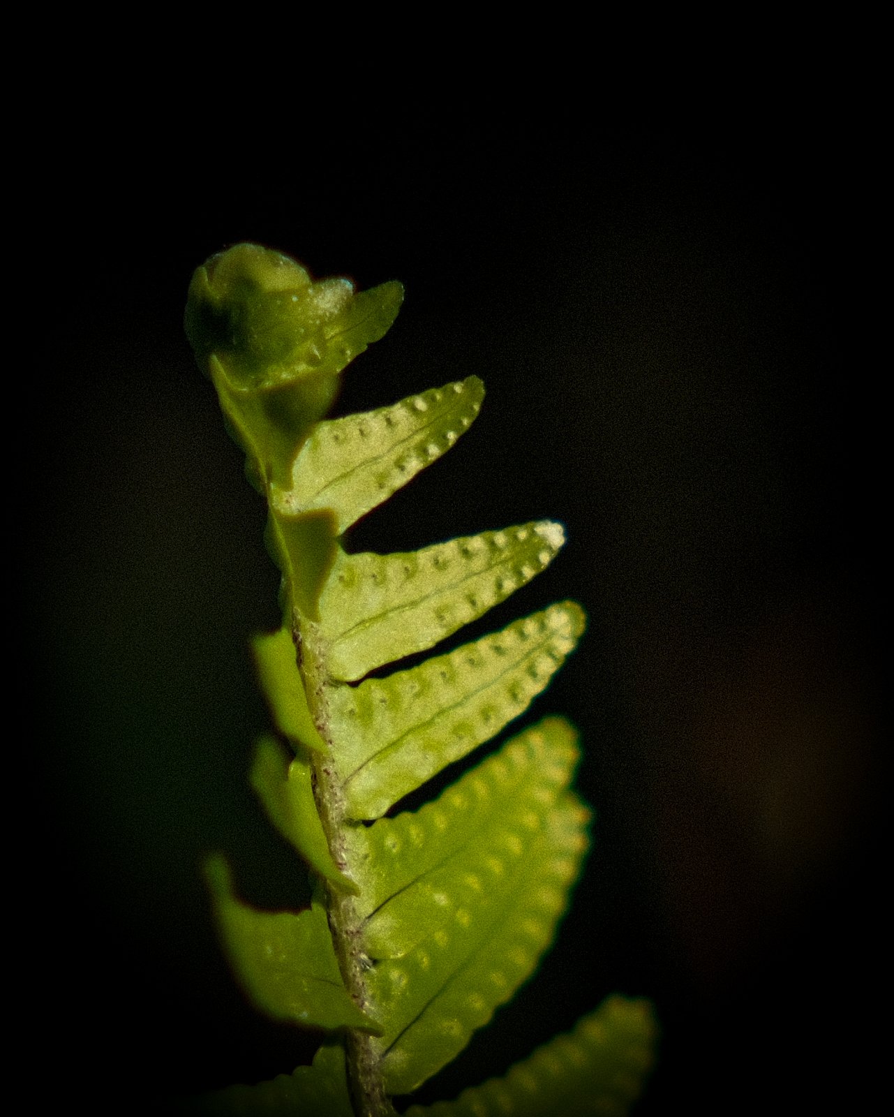DSCF3852.jpg