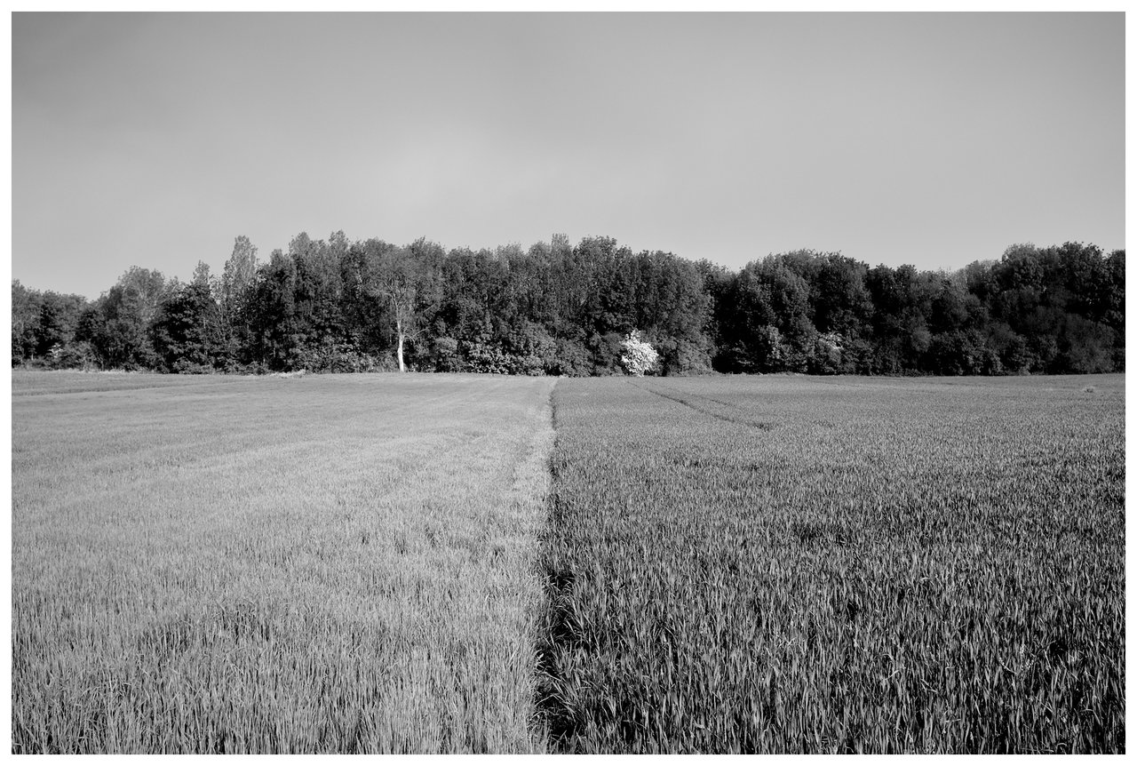 DSCF4211.jpg