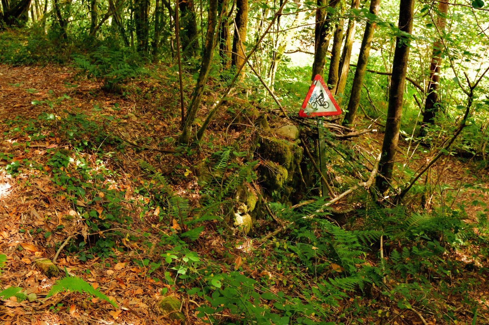 DSCF4272.jpg