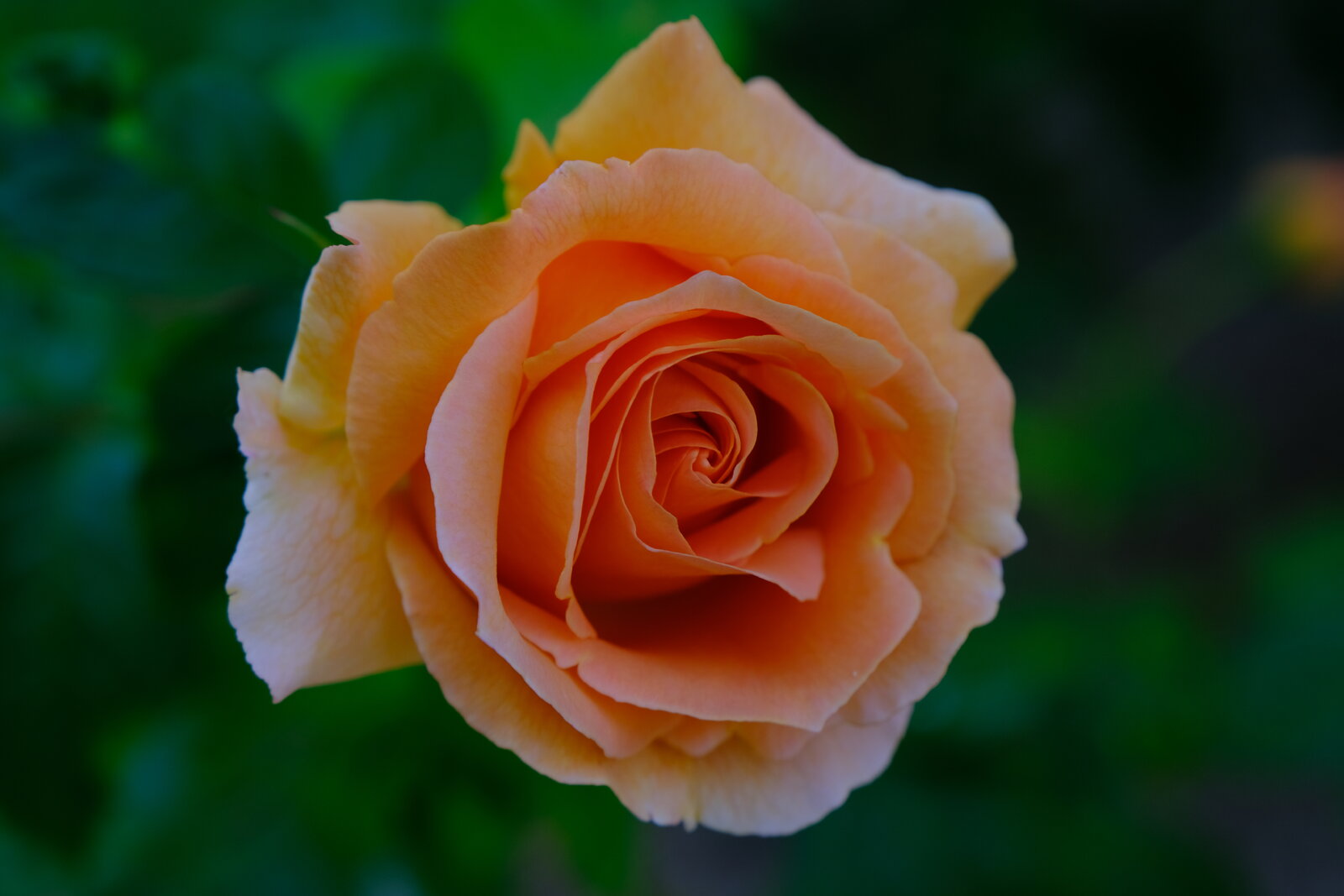DSCF4500.JPG