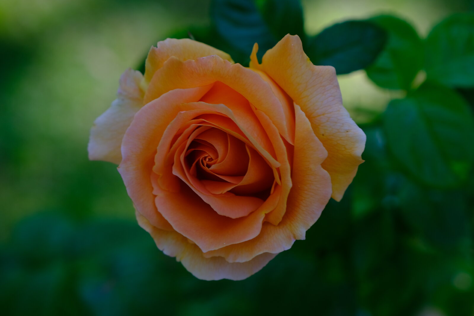 DSCF4515.JPG
