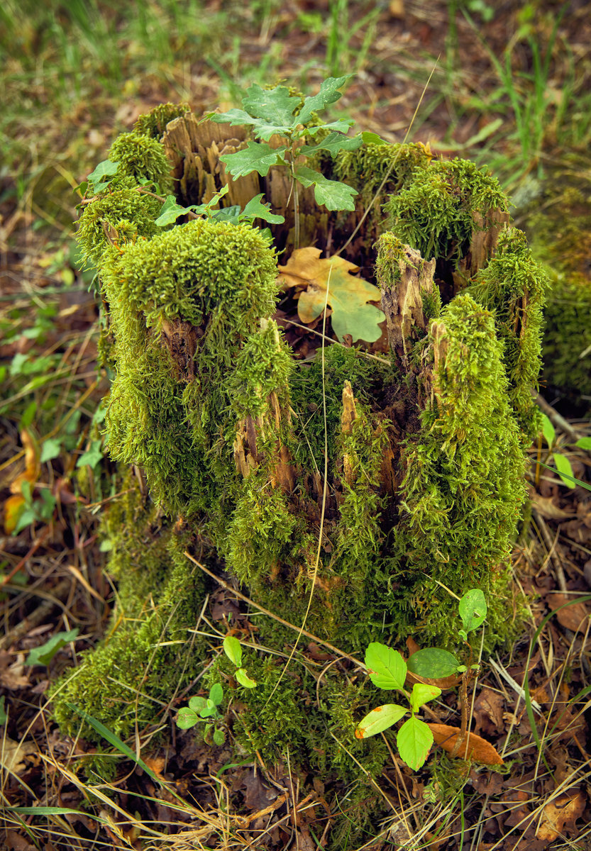 DSCF4520 2.jpg