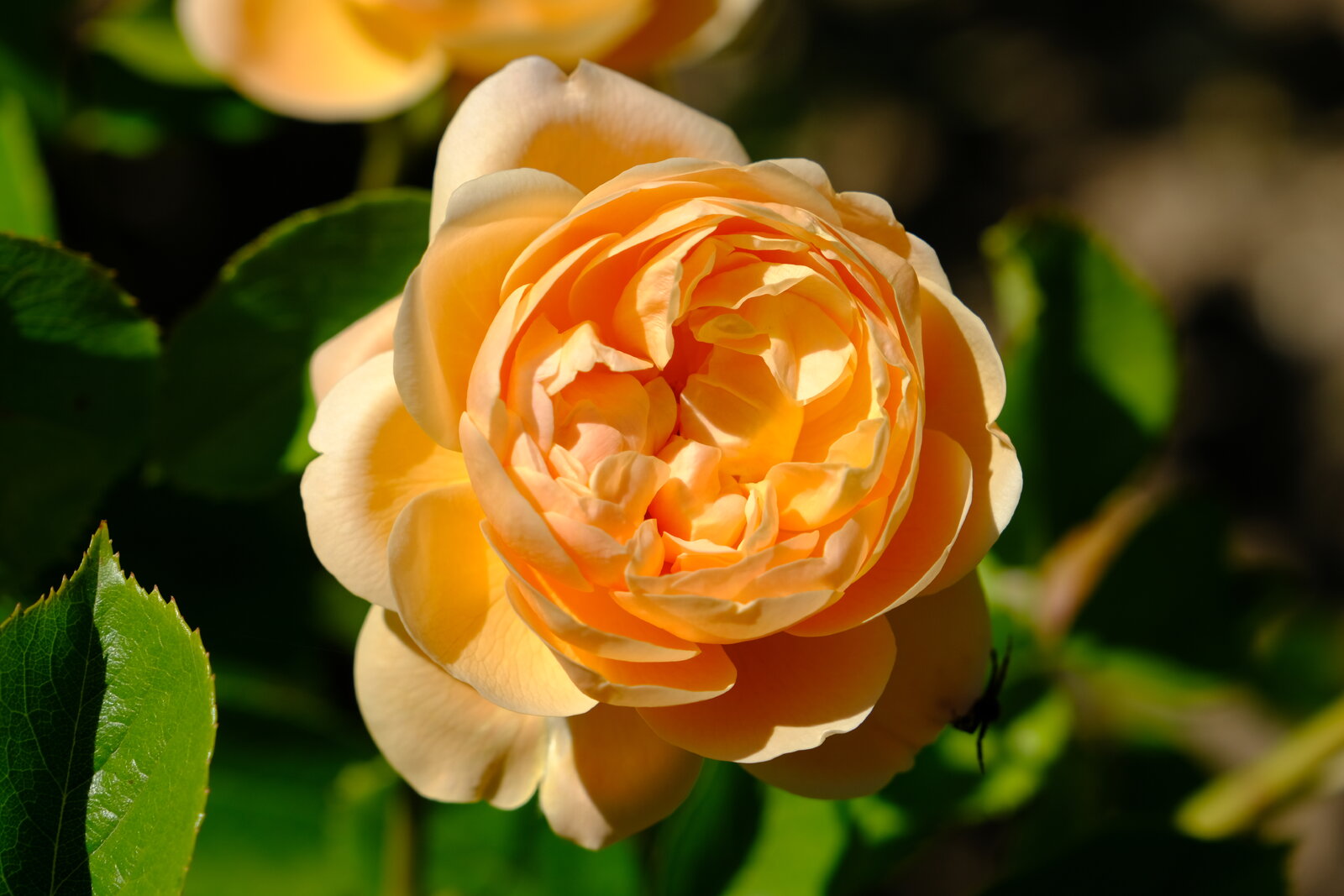 DSCF4593.JPG