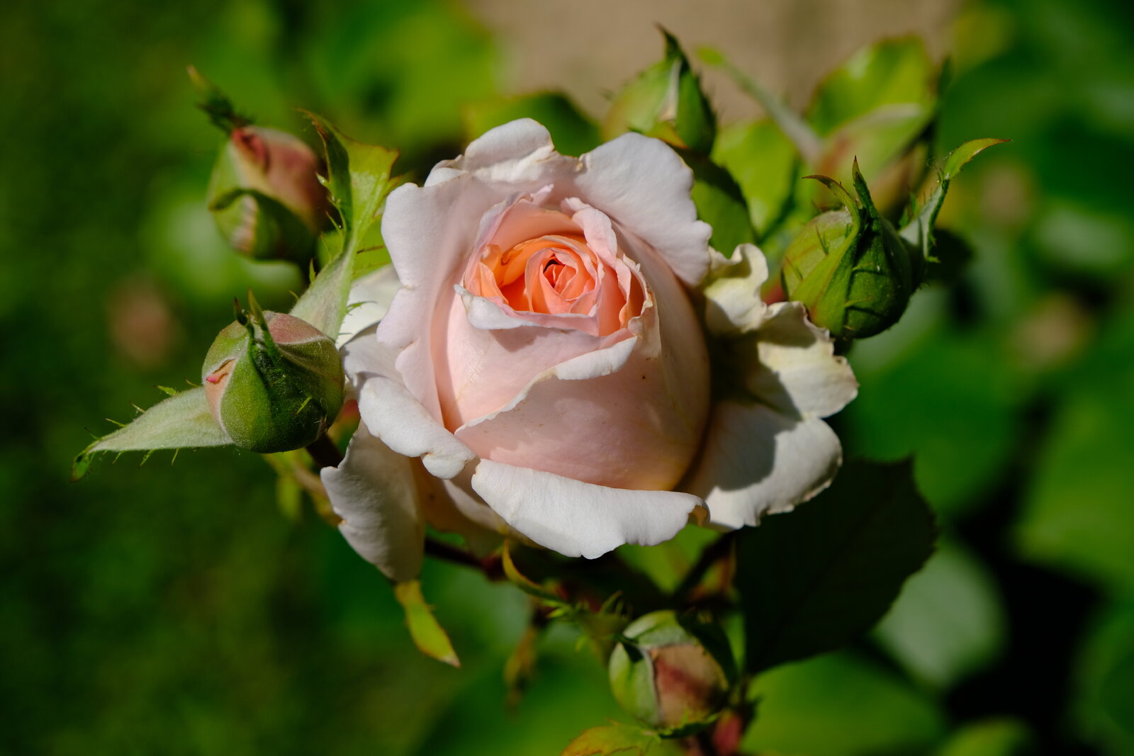 DSCF4671.JPG