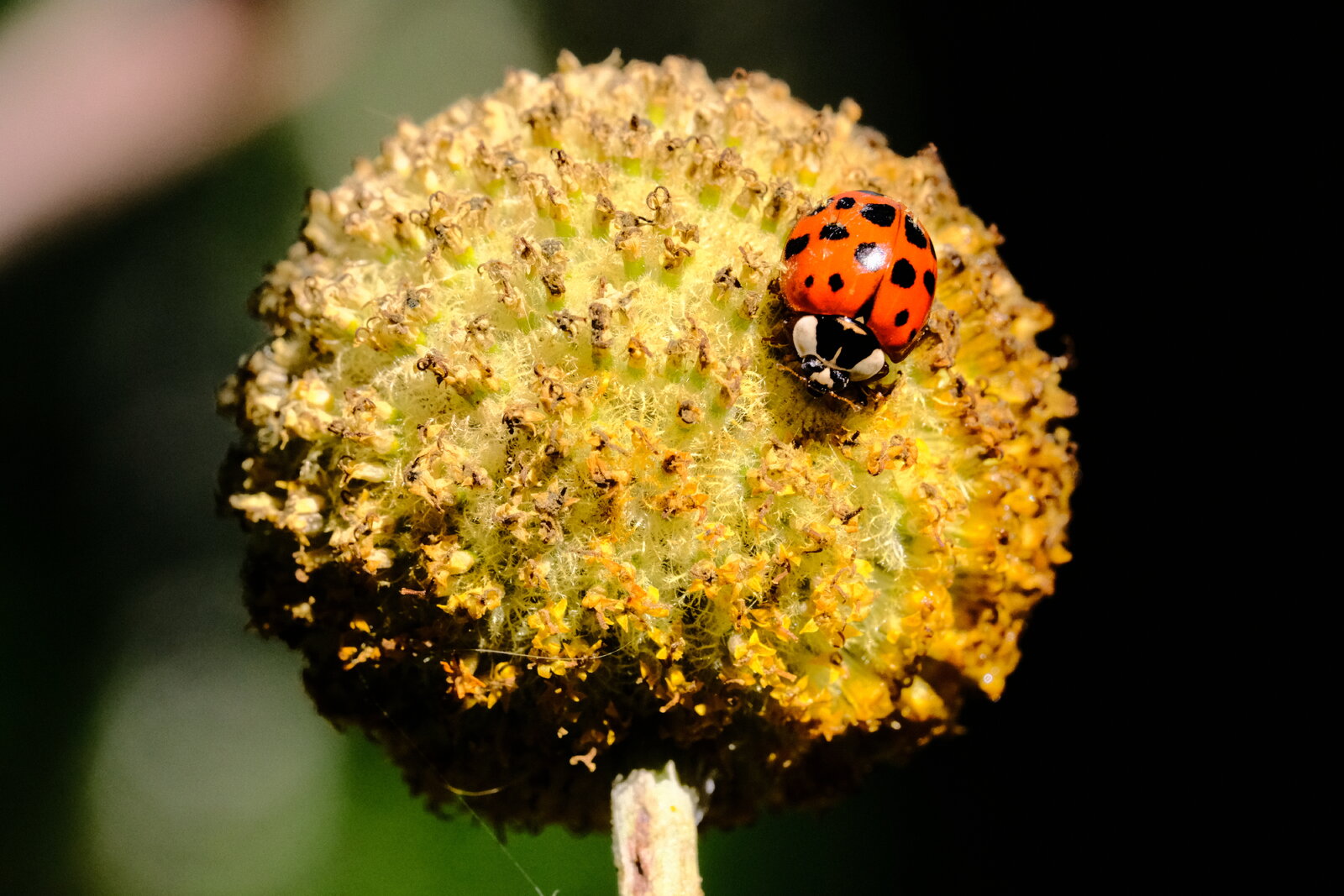 DSCF4756.JPG