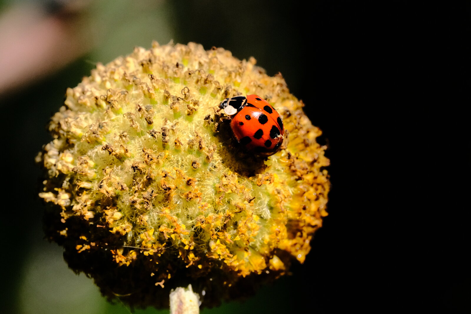 DSCF4757.JPG