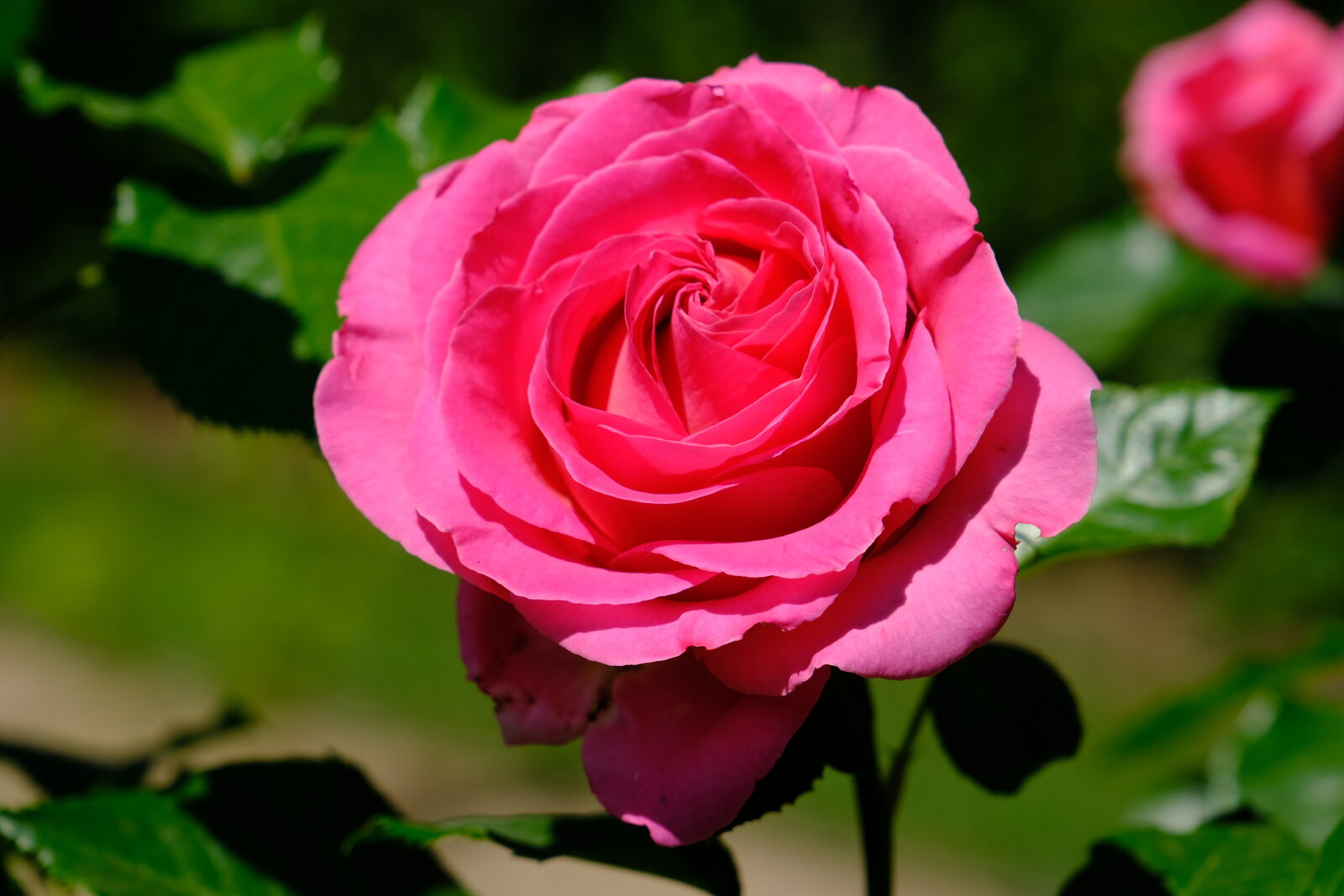 DSCF4785.JPG