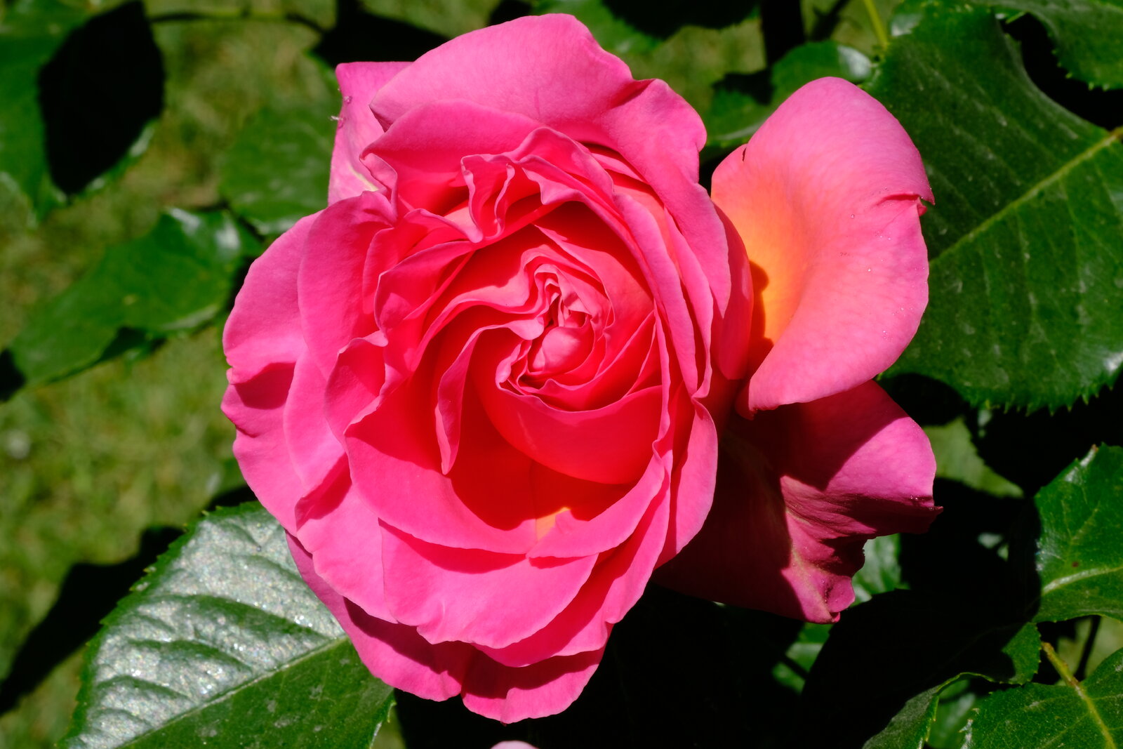 DSCF4791.JPG