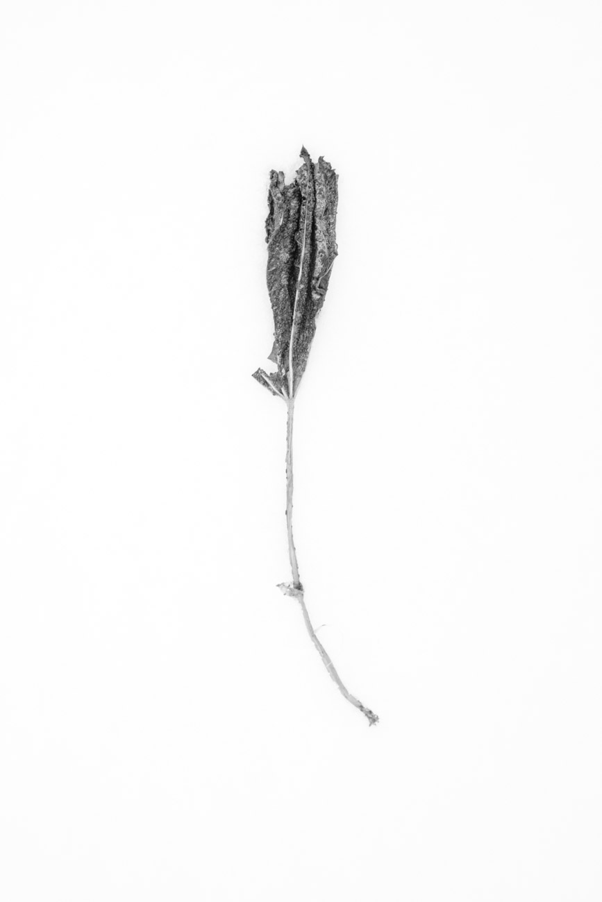 DSCF5256.jpg