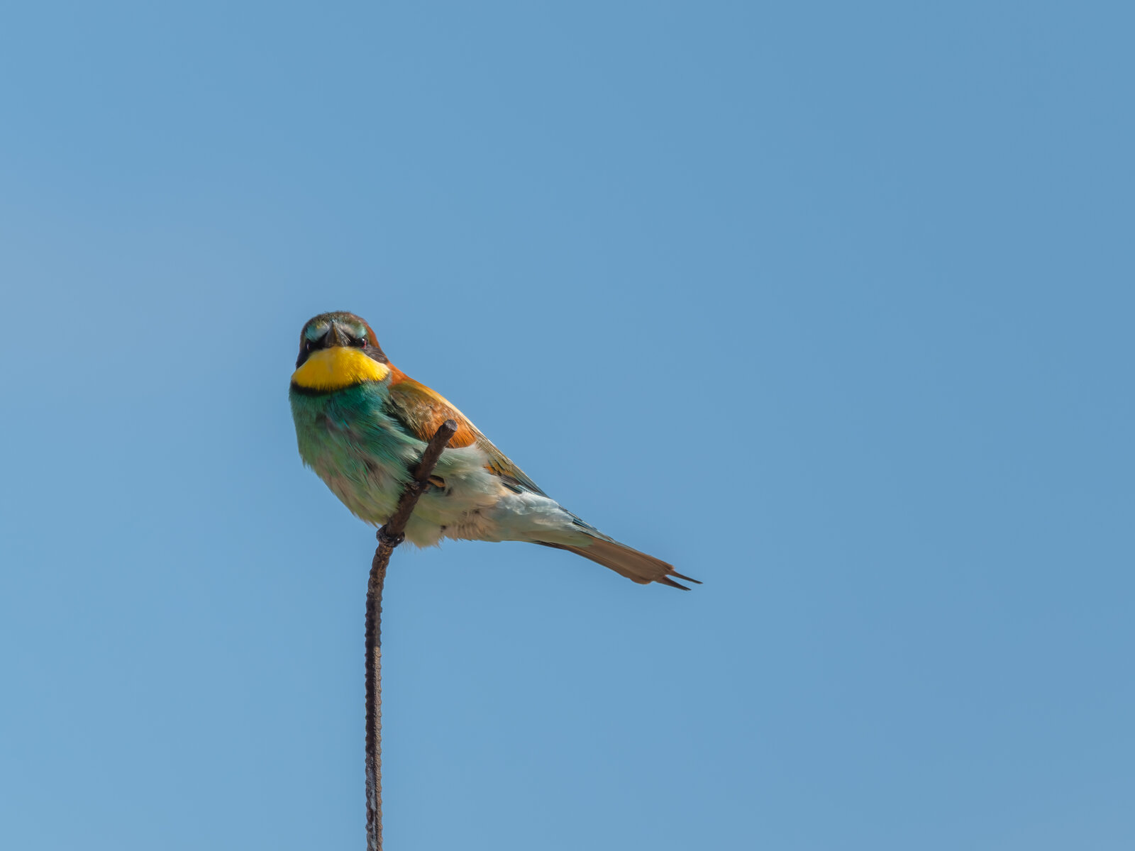 DSCF5603.jpg